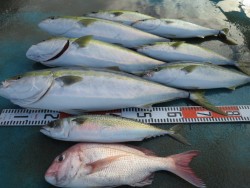 アジアマリンサービス 釣果