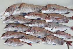 松本釣船２ 釣果