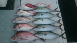 エムズジャーク（M’s JERK） 釣果