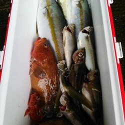 チャモロ 釣果 投稿