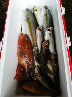 チャモロ 釣果 投稿