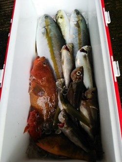 チャモロ 釣果 投稿