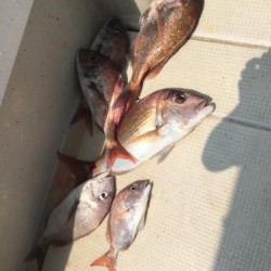 アンタレス 釣果