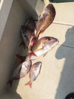 アンタレス 釣果