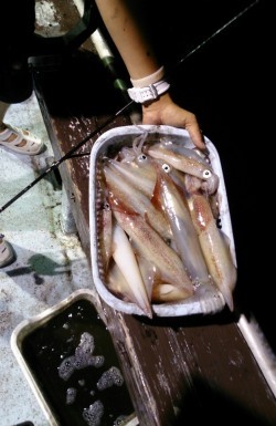 海龍丸 釣果