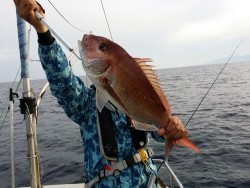 鯛多ニック 釣果
