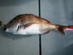 Fishing guide かわい 釣果