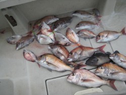 アンタレス 釣果 投稿