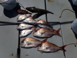 Fishing guide かわい 釣果