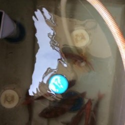 アンタレス 釣果