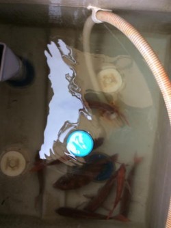 アンタレス 釣果