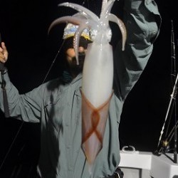 ALBATROSS 釣果 投稿