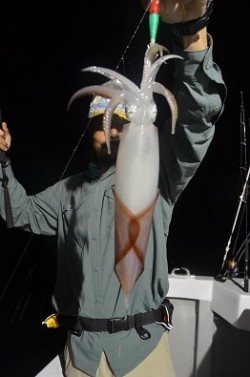 ALBATROSS 釣果 投稿