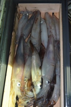 ALBATROSS 釣果 投稿