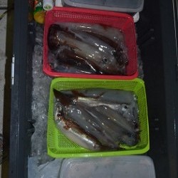 ALBATROSS 釣果 投稿