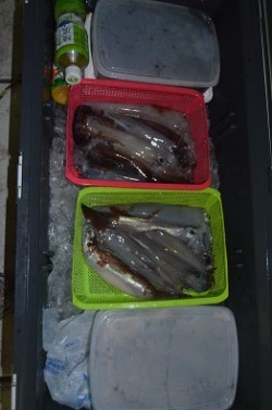 ALBATROSS 釣果 投稿