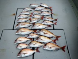 Fishing guide かわい 釣果 …