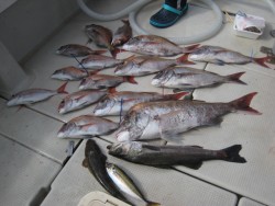 アンタレス 釣果