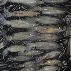 ALBATROSS 釣果 投稿