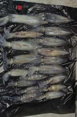 ALBATROSS 釣果 投稿