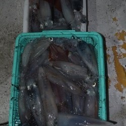 ALBATROSS 釣果 投稿