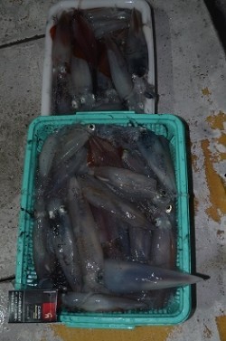 ALBATROSS 釣果 投稿