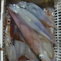 ALBATROSS 釣果 投稿