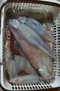 ALBATROSS 釣果 投稿