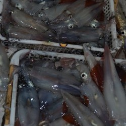 ALBATROSS 釣果 投稿