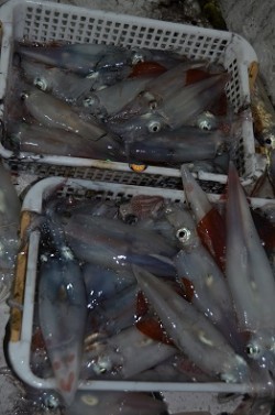 ALBATROSS 釣果 投稿