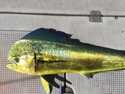 ゲームフィッシング バレントン 釣果