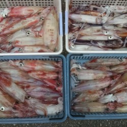 やっぱり楽しいイカメタル