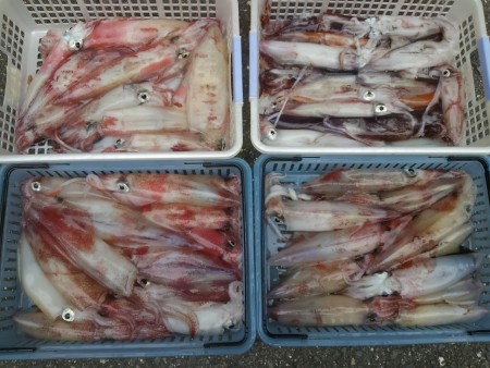 やっぱり楽しいイカメタル