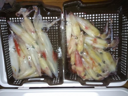 敦賀でイカメタル