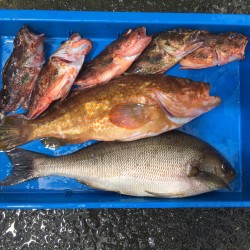 根魚