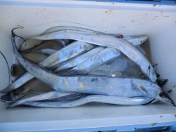 ＢＩＧ－ＯＮＥ 釣果