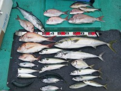 清和丸 釣果