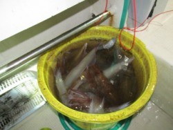 ジギング船 BLUEWATER 釣果 投稿