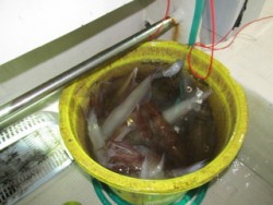 ジギング船 BLUEWATER 釣果 投稿…