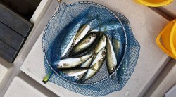 SEA STONE 釣果 投稿