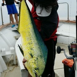 釣福丸 釣果 投稿