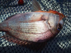 飛翔 釣果 投稿