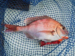 飛翔 釣果 投稿