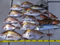 Hit Rush(ヒット ラッシュ） 釣果 投稿