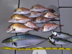 Hit Rush(ヒット ラッシュ） 釣果 投稿