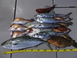 Hit Rush(ヒット ラッシュ） 釣果 投稿