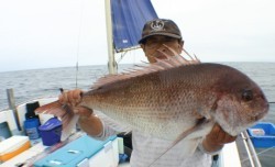 佐藤屋 釣果 投稿