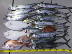 Hit Rush(ヒット ラッシュ） 釣果…