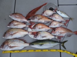 Hit Rush(ヒット ラッシュ） 釣果