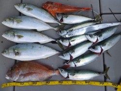 Hit Rush(ヒット ラッシュ） 釣果 投稿